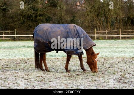 Un cheval portant un tapis en hiver, Warwickshire, Royaume-Uni Banque D'Images