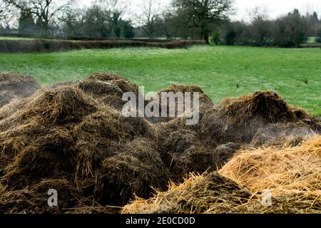 Une pile de fumier de ferme en hiver, Warwickshire, Royaume-Uni Banque D'Images