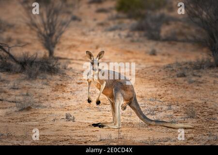 Kangourou rouge dans son habitat dans le désert. Banque D'Images