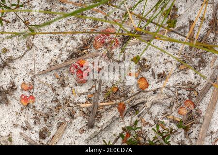 Les rosettes rouges plates de Drosera erythrorhiza, une plante ...