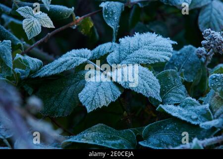 Mûre recouverte de gel, feuilles de mûre (Rubus fruticosus). Angleterre, Royaume-Uni, GB. Banque D'Images