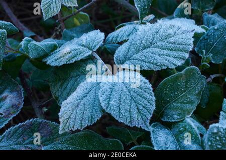 Mûre recouverte de gel, feuilles de mûre (Rubus fruticosus). Angleterre, Royaume-Uni, GB. Banque D'Images