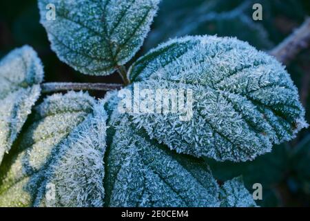 Mûre recouverte de gel, feuilles de mûre (Rubus fruticosus). Angleterre, Royaume-Uni, GB. Banque D'Images