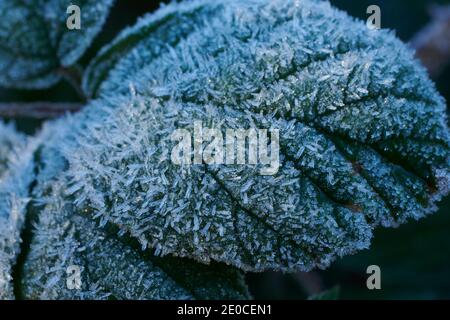 Mûre recouverte de gel, feuilles de mûre (Rubus fruticosus). Angleterre, Royaume-Uni, GB. Banque D'Images