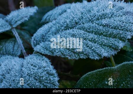 Mûre recouverte de gel, feuilles de mûre (Rubus fruticosus). Angleterre, Royaume-Uni, GB. Banque D'Images