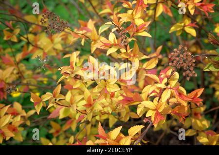 Branche avec feuilles jaunes et orange sur fond sombre. Clomposition de couleur soleil tapis d'or. Gros plan. Fond orange naturel brillant. Banque D'Images