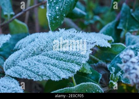 Mûre recouverte de gel, feuilles de mûre (Rubus fruticosus). Angleterre, Royaume-Uni, GB. Banque D'Images