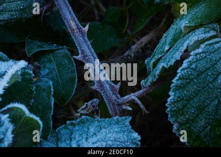 Mûre recouverte de gel, feuilles de mûre (Rubus fruticosus). Angleterre, Royaume-Uni, GB. Banque D'Images