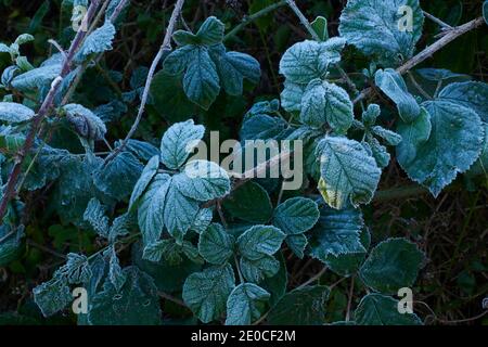 Mûre recouverte de gel, feuilles de mûre (Rubus fruticosus). Angleterre, Royaume-Uni, GB. Banque D'Images