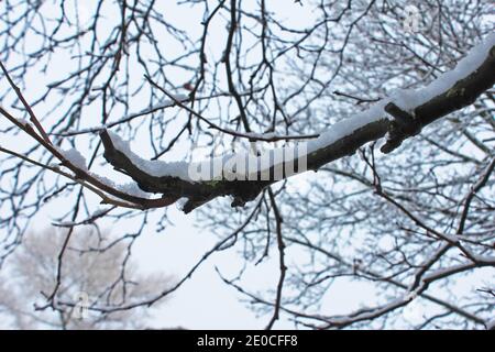 Gros plan sur la neige d'une branche, neige sur les branches, branche enneigée, neige sur l'arbre, à Manchester, en Angleterre, par une journée d'hiver enneigée Banque D'Images