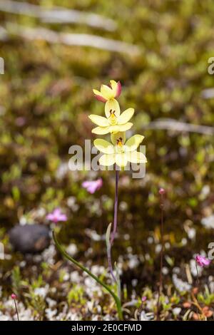 La fleur jaune de la belle orchidée terrerstriale de soleil Thelymitra Antennifera dans un habitat naturel près de Walpole en Australie occidentale Banque D'Images