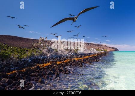 Magnifique figatebird (Fregata magnifiens), colonie de reproduction à Bahia Gabriel, Isla del Espirituu Santo, Baja California sur, Mexique Banque D'Images