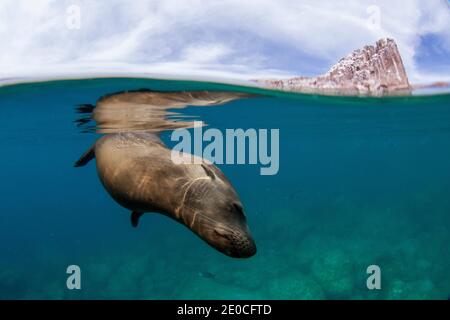 Le lion de mer de Californie (Zalophus californianus), sous l'eau à Los Islotes, Baja California sur, Mexique Banque D'Images