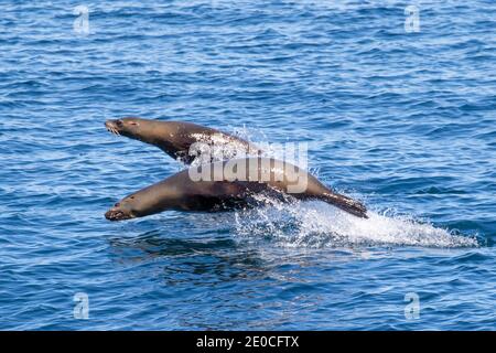 Lions de mer de Californie (Zalophus californianus), marsouins à Isla San Pedro Martir, Baja California, Mexique Banque D'Images