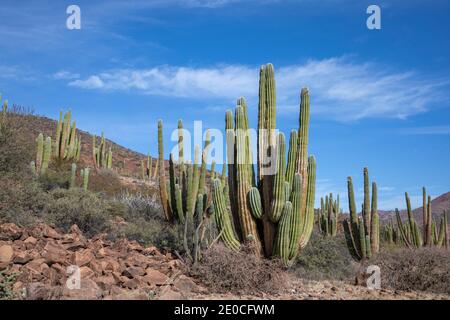 Cactus à cardon géant mexicain (Pachycereus pringlei), sur l'île San Esteban, Baja California, Mexique Banque D'Images