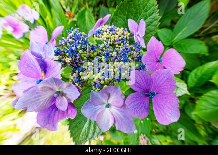 Vue rapprochée du jardin avec dentelle fleurie, borne hydrangea Banque D'Images