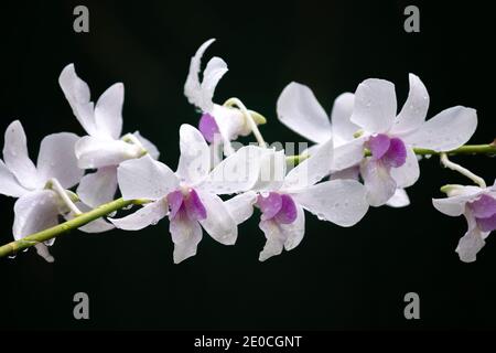 Branche de fleur d'orchidée blanche et pourpre gros plan sur le fond noir foncé, raindrops brillants sur les pétales de fleur dans la lumière du matin. Banque D'Images