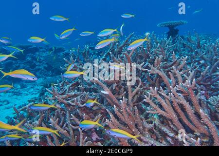 Un haut de Fusiliers de Yellowback (Caesio teres) nagent autour des coraux durs de l'espèce Acropora, l'atoll de Gaafu Dhaalu, les Maldives, l'océan Indien, l'Asie Banque D'Images