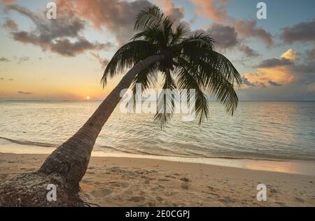 Un cocotier au coucher du soleil, sur l'île de Havodda, atoll de Gaafu Dhaalu, à l'extrême sud des Maldives, Océan Indien, Asie Banque D'Images