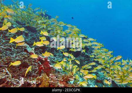 Un haut de Snappers à rayures bleues (Lutjanus kasmira) traverse un récif de corail tropical, dans l'atoll de Gaafu Dhaalu, aux Maldives, dans l'océan Indien, en Asie Banque D'Images