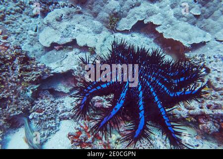 Une cime de Thorns (Acanthaster planci), sur un récif tropical de corail, dans l'atoll de Gaafu Dhaalu, les Maldives, Océan Indien, Asie Banque D'Images