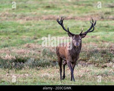 Red Deer, parc national de Killarney, comté de Kerry, Munster, République d'Irlande, Europe Banque D'Images