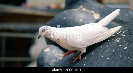 Dove blanche glissant le long de la roche, sur la jambe en haut, à un angle inconfortable. Banque D'Images