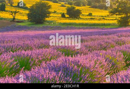 Champs de lavande au coucher du soleil, Corinaldo, Marche, Italie, Europe Banque D'Images