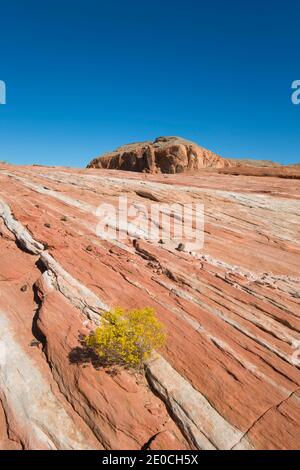 Vue sur le rocher rouge depuis le sentier de la vague de feu, Gibraltar Rock en arrière-plan, Valley of Fire State Park, Nevada, États-Unis d'Amérique Banque D'Images