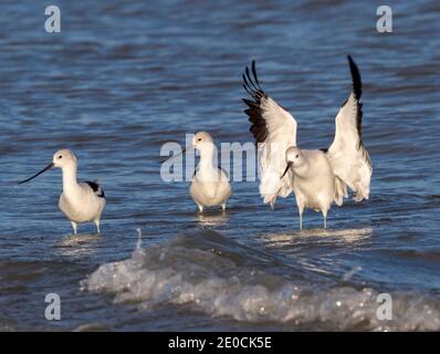 Avocats américains (Recurvirostra americana) en plumage d'hiver près de la côte océanique, Galveston, Texas, États-Unis. Banque D'Images