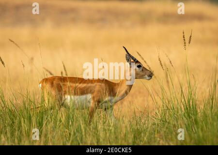 blackbuck ou antilope cervicapra ou antilope indienne en gros plan fond vert au sanctuaire de chapaar tal rajasthan inde Banque D'Images