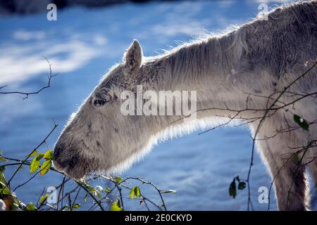 Poney gallois mâchant une branche à Penymynydd, Trimsaran, Llanelli Banque D'Images