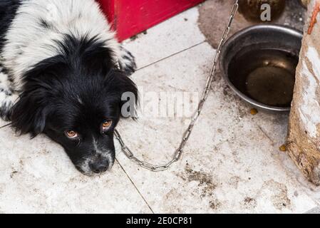 Chien enchaîné sur un sol sale près de la cuve avec de l'eau. Dans une rue à Ho Chi Minh ville, Vietnam. Banque D'Images