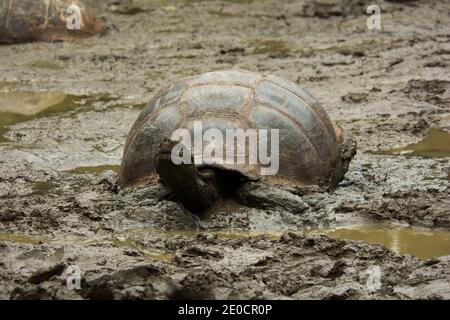 La tortue Galápagos se baignant dans une piscine de la réserve El Chato de Santa Cruz aux îles Galapagos. Banque D'Images