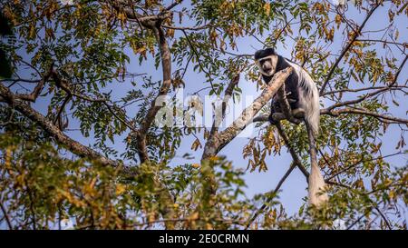 Singe colobus, parc national Chebera-Churchura, Éthiopie Banque D'Images