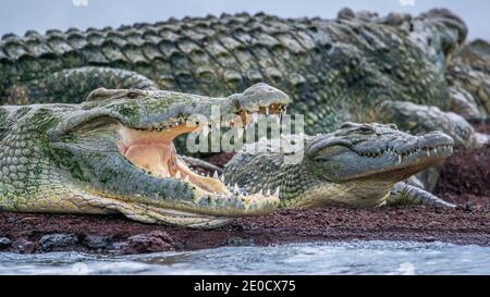 Crocodile du Nil, marché aux crocodiles, lac de Chamo, Éthiopie Banque D'Images