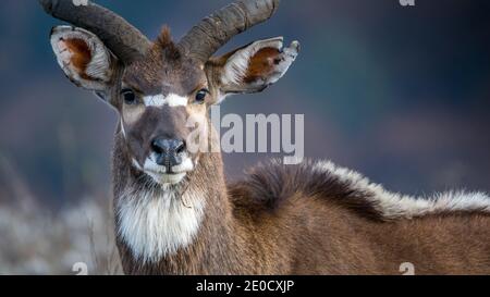 Montagne nyala, parc national de Bale Mountains, Éthiopie, homme Banque D'Images