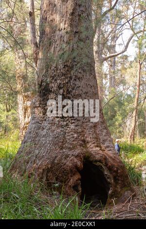 Fascinant vieux et grand arbre de tingle (Eucalyptus jacksonii) Dans la Vallée des géants près de Walpole dans l'Ouest Australie Banque D'Images