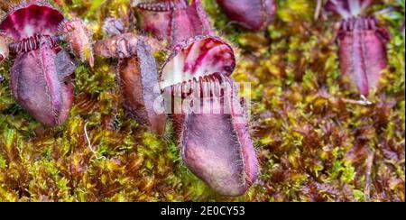 Gros plan d'un pichet de Cephalotus follicularis, la plante de Pitcher d'Albany dans un habitat près de Walpole en Australie occidentale Banque D'Images