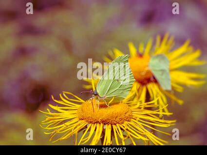 Papillon en pierre d'honneur sur les fleurs d'une fleur jaune Banque D'Images