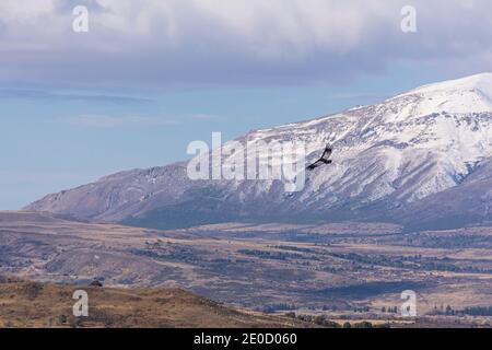 Vue sur scène d'un condor andin (Vultur gryphus) volant contre les montagnes enneigées des Andes, Patagonie, Argentine Banque D'Images