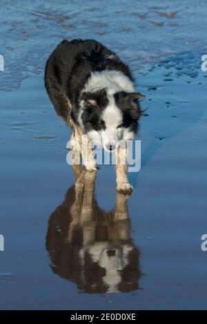 Border Collie avec réflexion dans l'eau sur la plage Banque D'Images