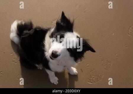 Border Collie sur la plage, tête inclinée Banque D'Images