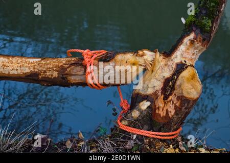 Cordes fixant le tronc de l'arbre après les dommages causés par un castor près d'une rivière Banque D'Images