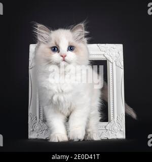 Adorable chat chat de Ragdoll, debout à travers le cadre photo blanc. En regardant vers l'objectif avec des yeux bleus fascinants. Isolé sur fond noir Banque D'Images