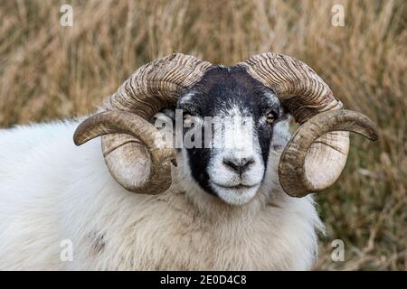 Gros plan d'un mouton écossais Blackface Ecosse Royaume-Uni Banque D'Images