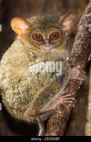 Tarsier dans le parc national de Tangkoko, Sulawesi, Indonésie Banque D'Images