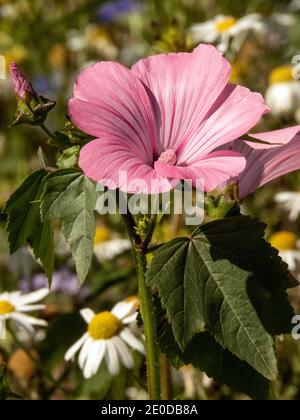 Fleurs roses de la malow annuelle photo: Bo Arrhed Banque D'Images