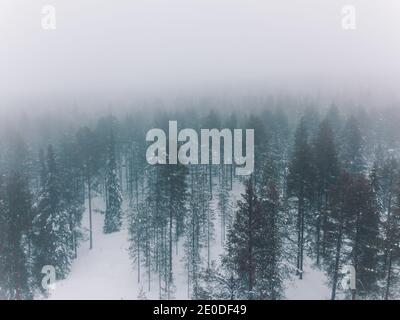 Paysage froid d'hiver de terrain vallonné avec forêt de conifères couverte avec du givre par jour sombre et enneigé Banque D'Images