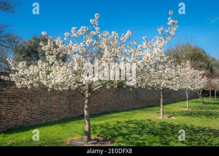 Farningham fleurir des arbres Banque D'Images